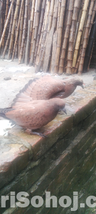 চিলা বাচ্চা বিক্রি হবে